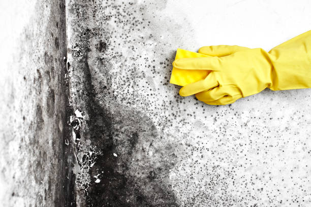 Best Forensic Mold Investigation  in Bear Valley Springs, CA