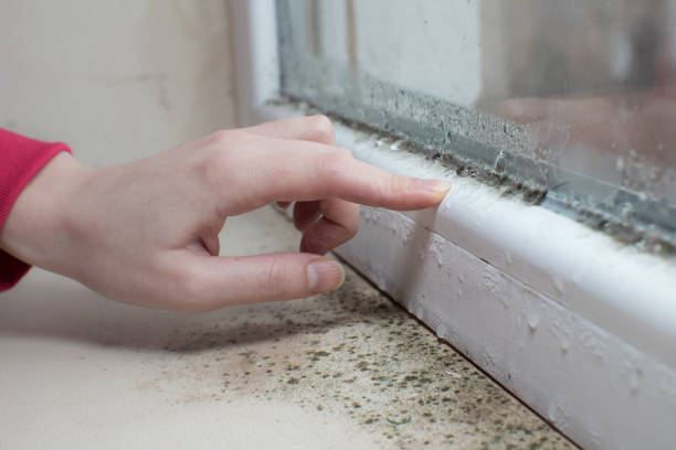 Trusted Bear Valley Springs, CA Mold Removal Experts